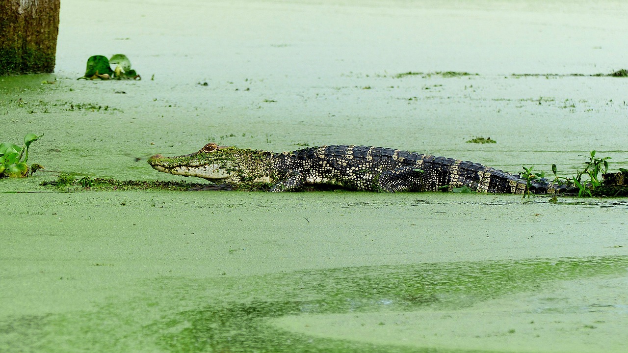 an alligator that is laying down in the water, a picture, by Robert Brackman, hurufiyya, sri lanka, greg hildebrant, swampy, july