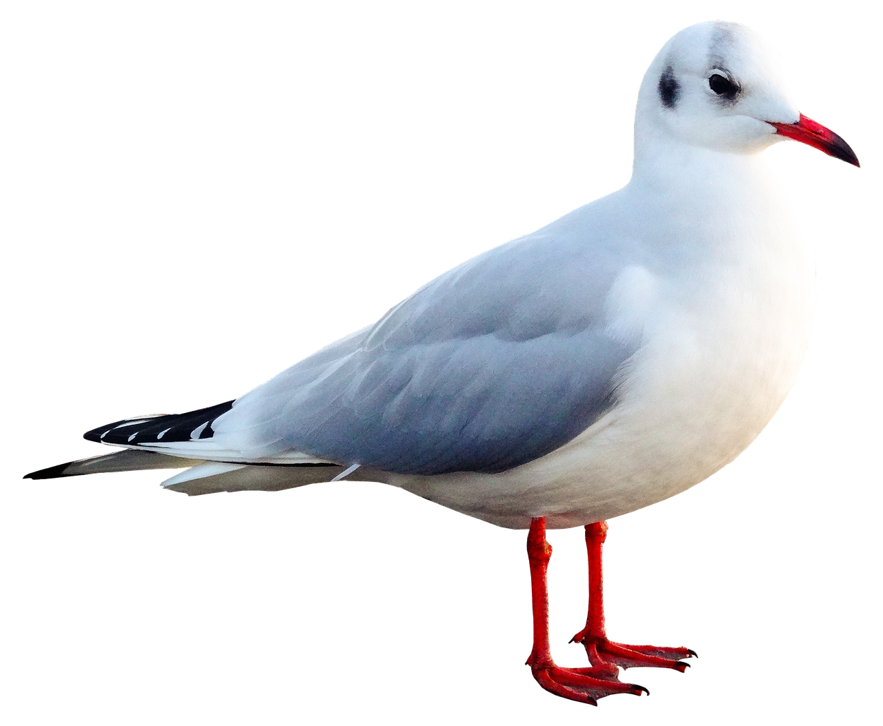 a close up of a bird on a black background, arabesque, seagulls, white red, australian, true realistic image
