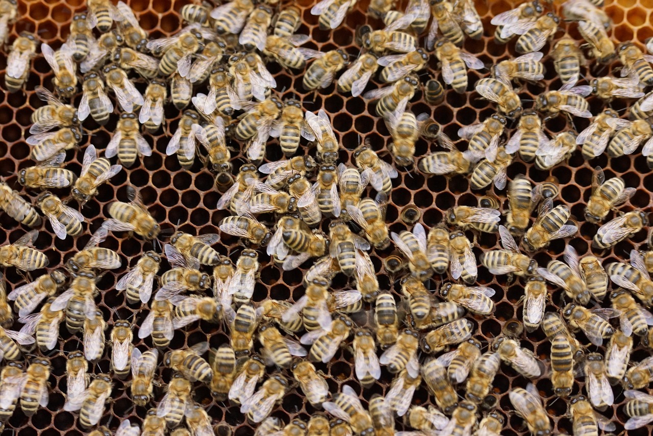 a bunch of bees sitting on top of a honeycomb, by Robert Brackman, shot from above, 1024x1024, panels, crowded