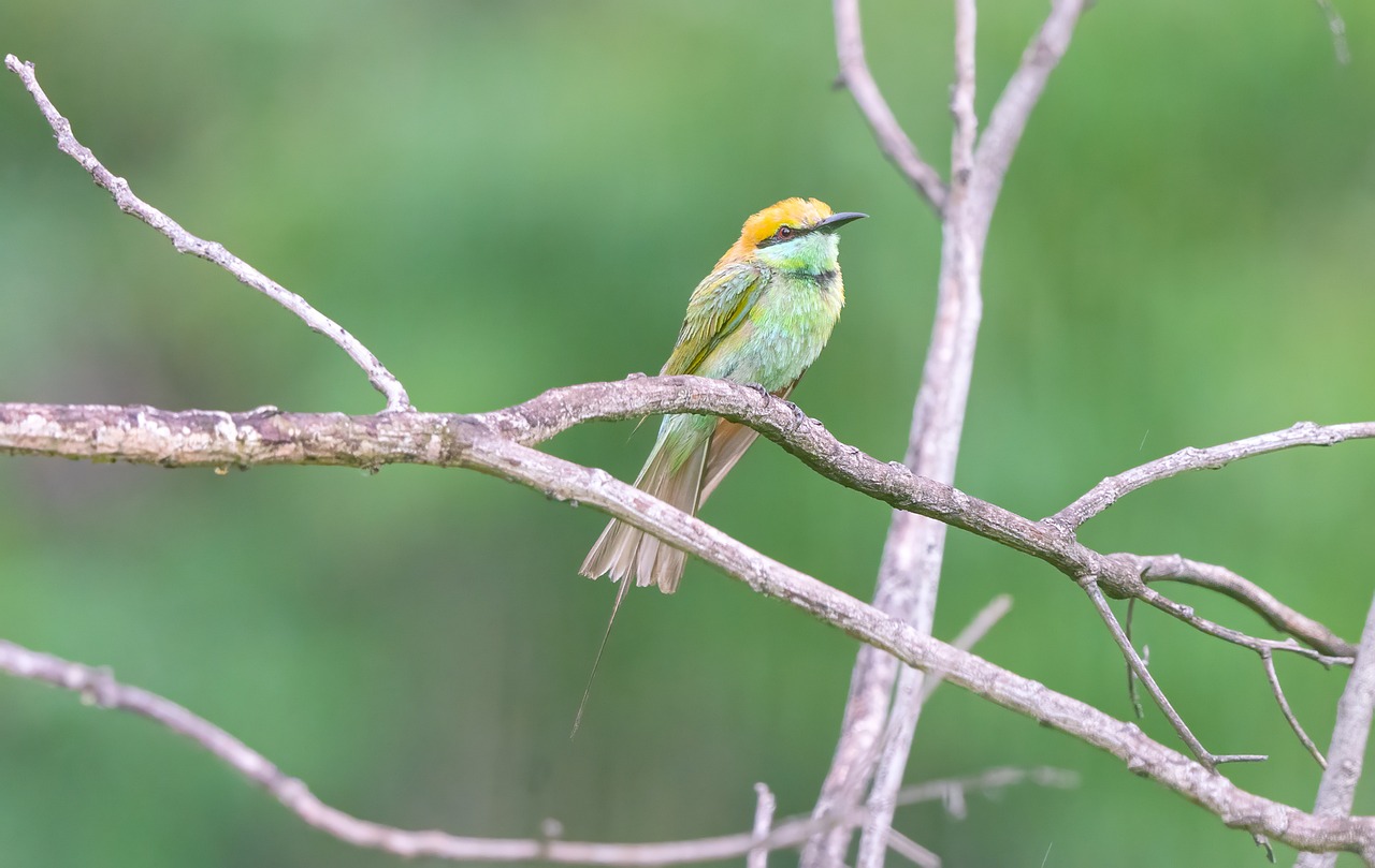 a small bird sitting on top of a tree branch, a pastel, hurufiyya, green and gold, a wide shot, various posed, rusty