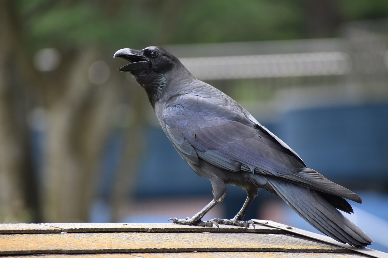 a black bird sitting on top of a wooden barrel, a portrait, inspired by Gonzalo Endara Crow, shutterstock, uhd candid photo of dirty, blue gray, 7 0 mm photo, singing
