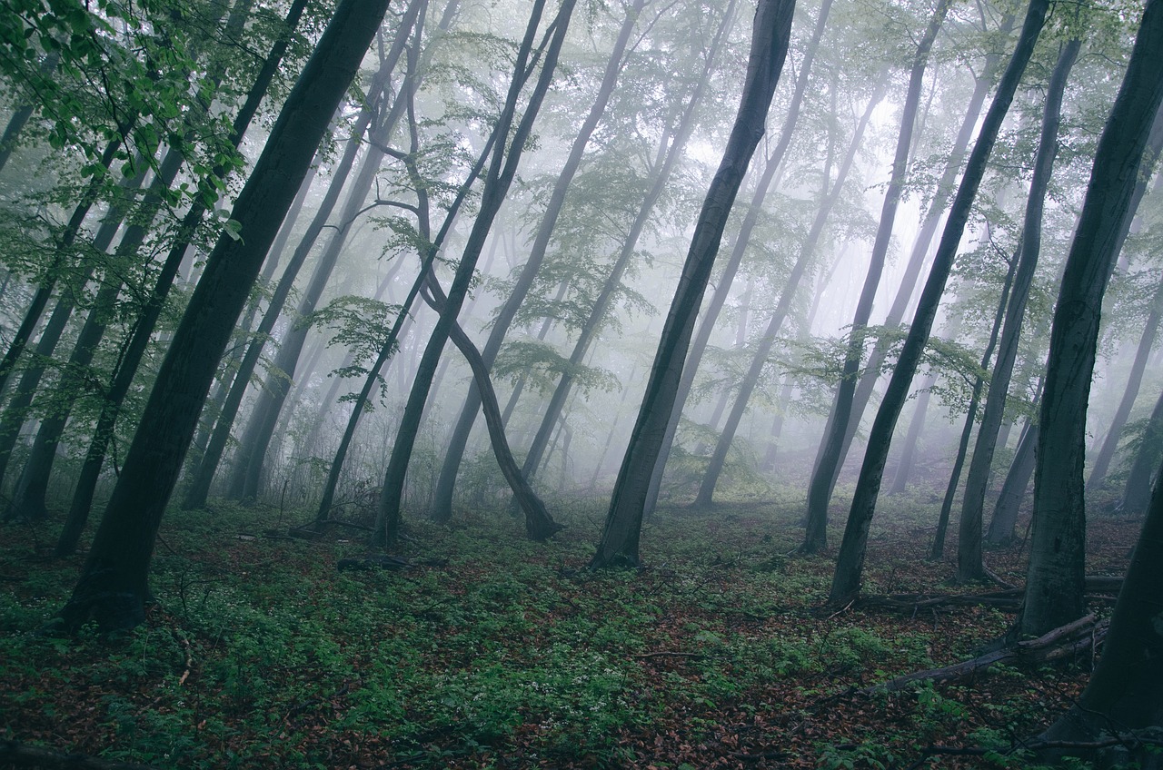 a foggy forest filled with lots of trees, romanticism, quiet and serene atmosphere, ground covered in mist, twisted trees, shot from professional camera