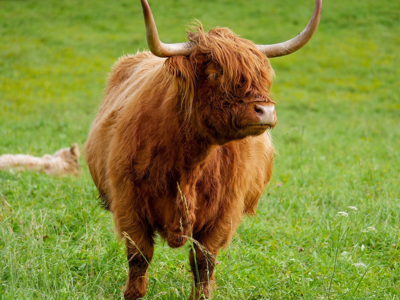 a brown cow standing on top of a lush green field, a picture, by John Murdoch, shutterstock, renaissance, his hair is messy and unkempt, scottish highlands, orange fluffy belly, stock photo