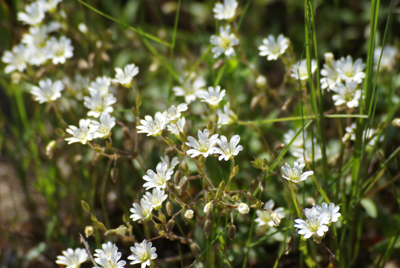 a close up of a bunch of white flowers, by Anato Finnstark, hurufiyya, very little moss, sunny meadow, h. hydrochaeris, jenny seville