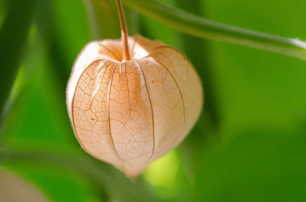 a close up of a flower on a plant, a macro photograph, by Julian Allen, shutterstock, art nouveau, chinese lanterns, tropical fruit, fine simple delicate structure, she is a gourd