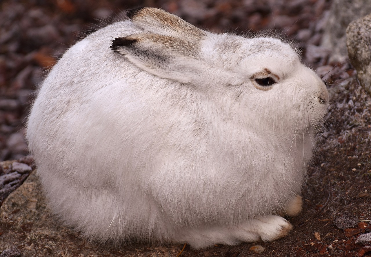 a white rabbit sitting on top of a rock, a portrait, shutterstock, hurufiyya, poofy manes of fur, high res photo, pale round face, shiny white skin