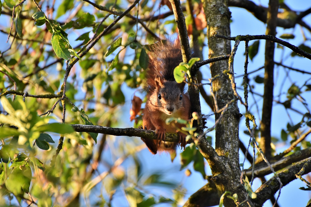 a squirrel sitting on top of a tree branch, by Robert Brackman, pexels, renaissance, hanging upside down from a tree, evening sun, waving at the camera, spaghettification