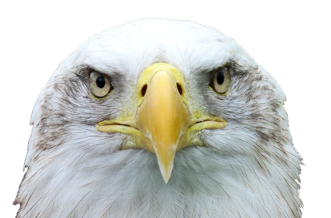 a close up of a bald eagle with a black background, by Jan Rustem, shutterstock, photorealism, high face symmetry, bird\'s eye view, with a white muzzle, with symmetrical facial features