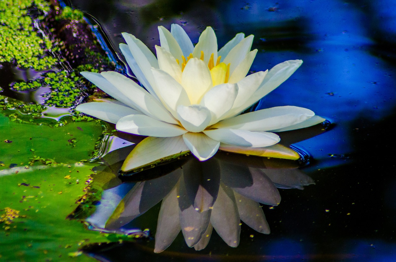 a white water lily floating on top of a pond, a portrait, by Arnie Swekel, beautiful rtx reflections, blue reflections, heaven on earth, glorious sunlight