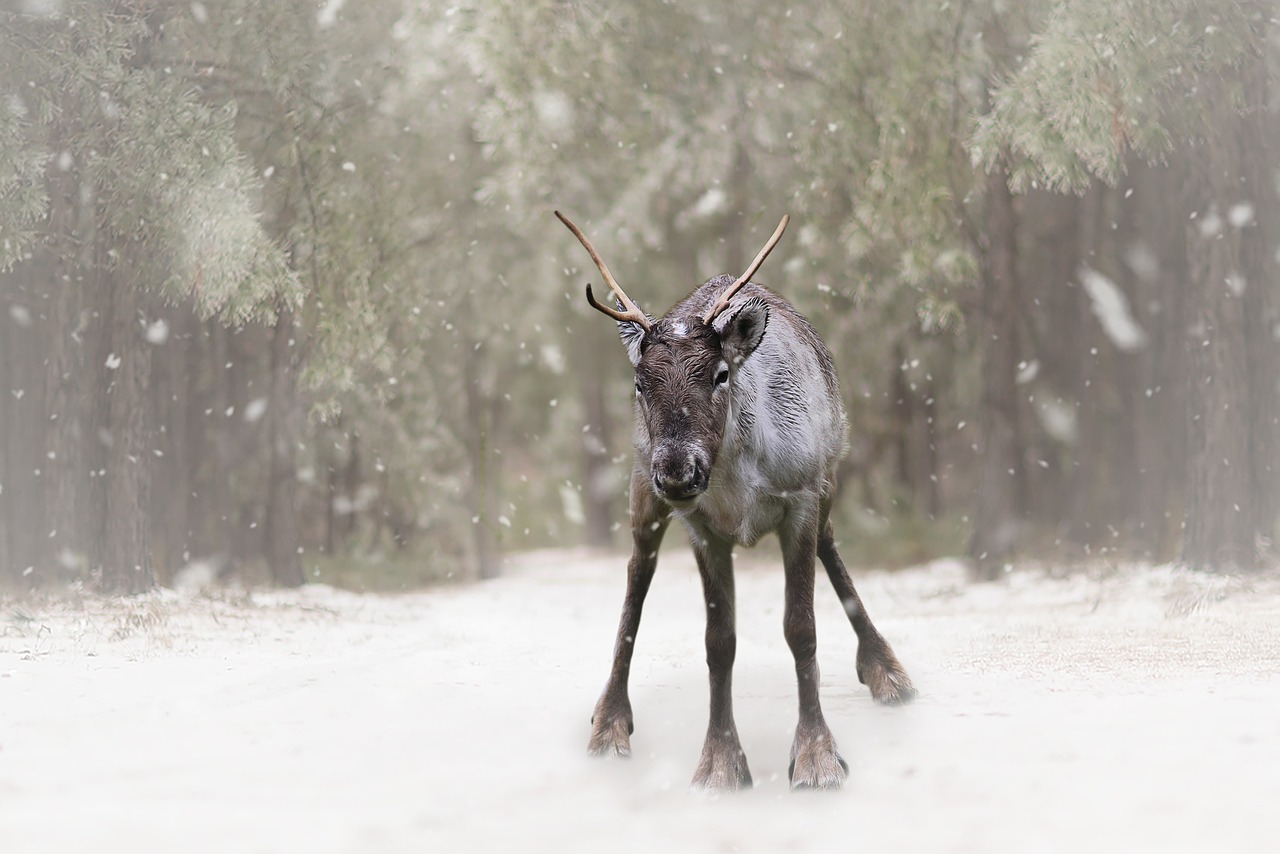 a reindeer that is standing in the snow, by Ilya Ostroukhov, shutterstock contest winner, realism, in a rainy environment, museum quality photo, springtime, path