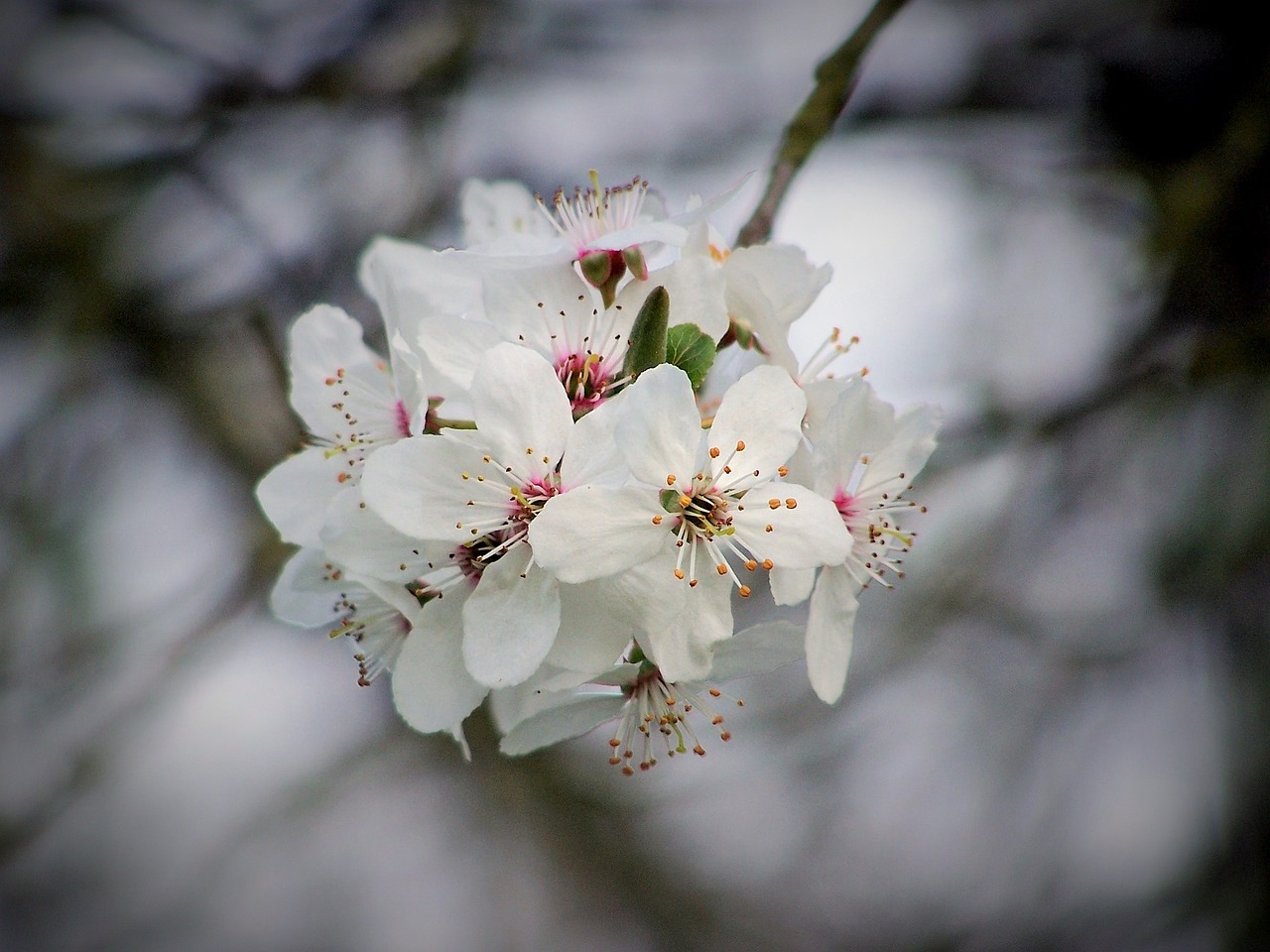 a close up of a white flower on a tree, by Joan Ayling, flickr, cherries, on a dark winter's day, hdr detail, float