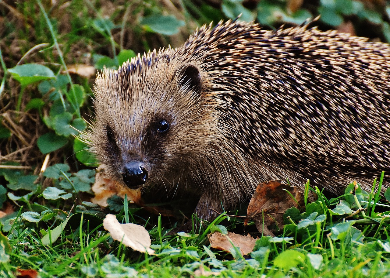 a small hedge sitting on top of a lush green field, a photo, by Robert Brackman, pixabay, renaissance, hedgehog, sheltering under a leaf, 🦩🪐🐞👩🏻🦳, eating