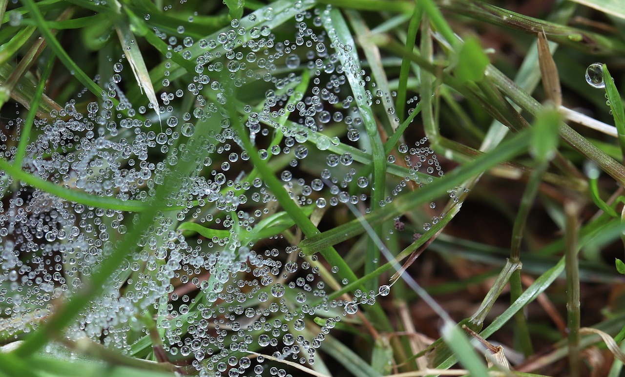 a close up of a spider web in the grass, by Tom Carapic, bubbles everywhere, granular detail, rain!!!!, smooth tiny details