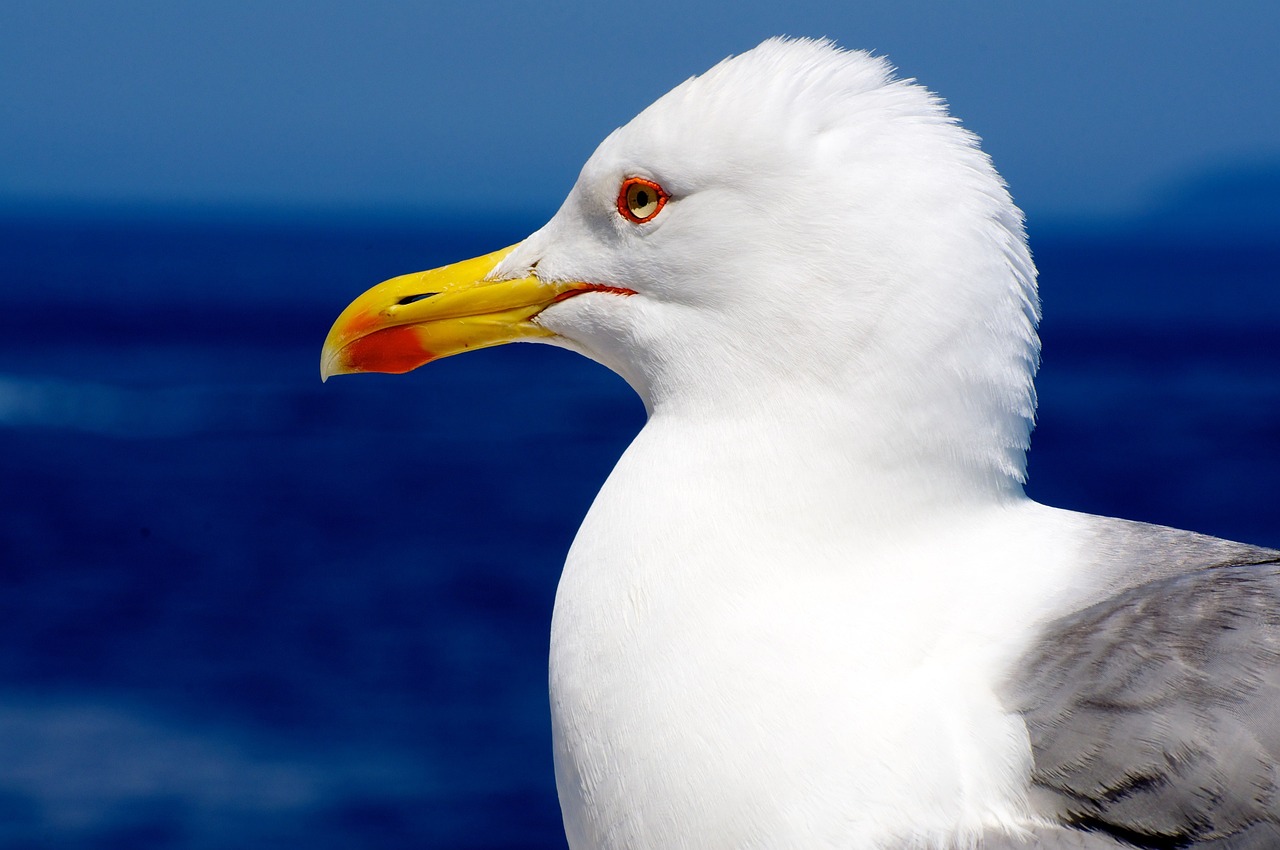 a close up of a seagull with the ocean in the background, shutterstock, romanticism, albino white pale skin, with glowing yellow eyes, high res photo