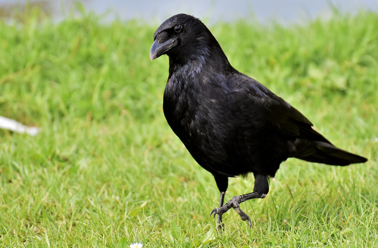 a black bird standing on top of a lush green field, inspired by Gonzalo Endara Crow, pixabay, renaissance, walking towards camera, side view close up of a gaunt, knee, rip