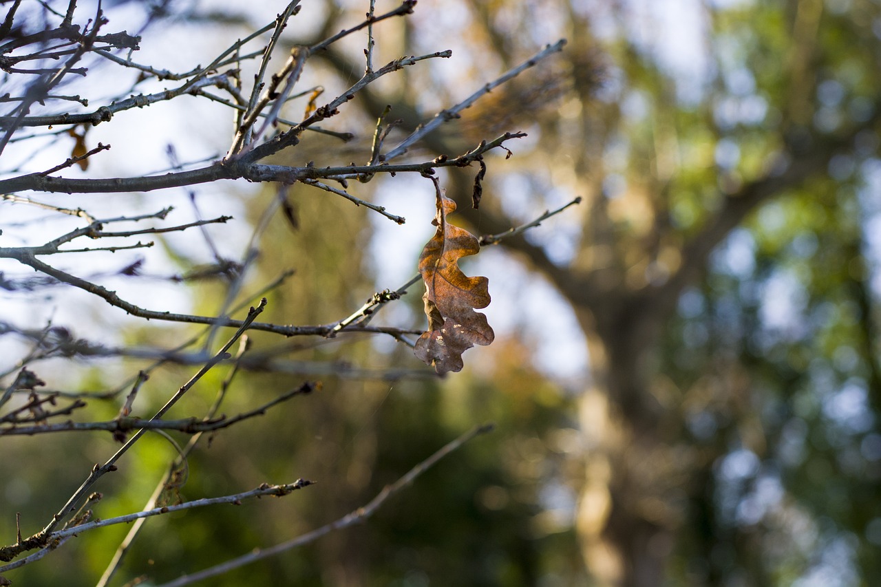 a close up of a leaf on a tree branch, a photo, withering autumnal forest, bokeh photo