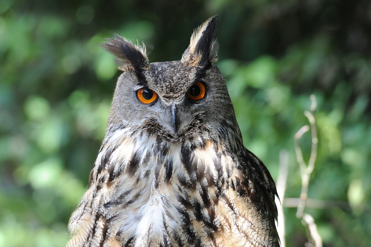 a close up of an owl sitting on a branch, a portrait, with pointy ears, outdoor photo, confident shaded eyes, mid shot photo