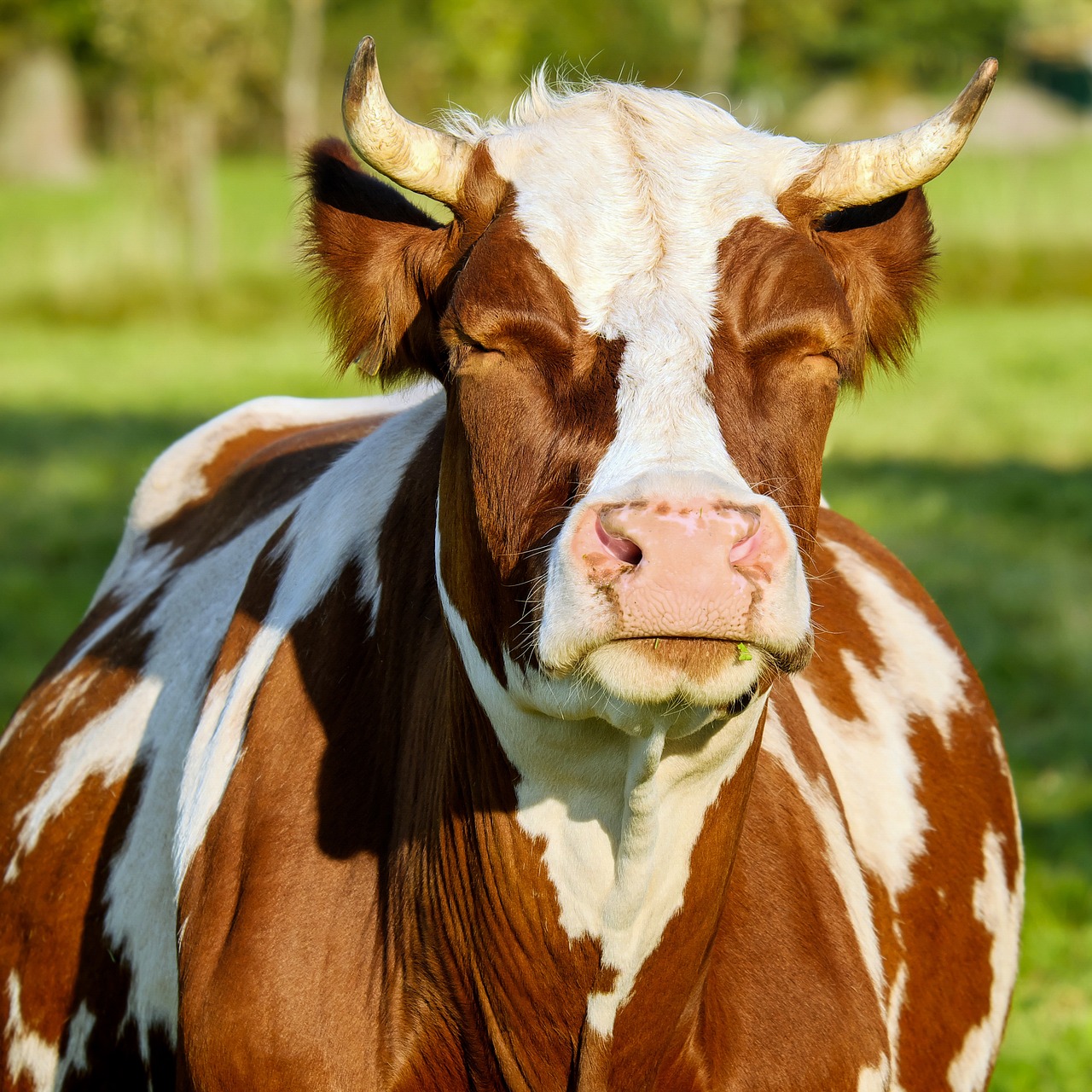a brown and white cow standing on a lush green field, shutterstock, horns under his cheek, closeup photo, very funny, warm glow
