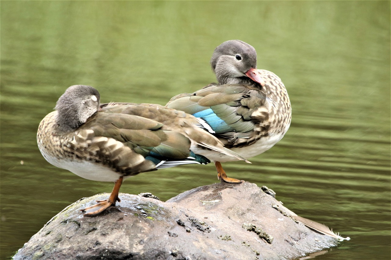 two ducks are standing on a rock in the water, a portrait, flickr, happening, cute decapodiformes, teal, closeup 4k, brockholes