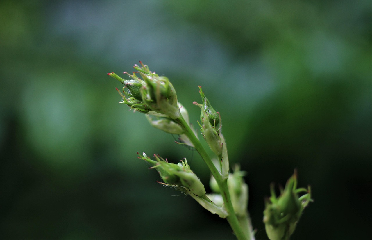 a close up of a stem of a plant, hurufiyya, flowering buds, grass - like, closeup of arms, top - side view
