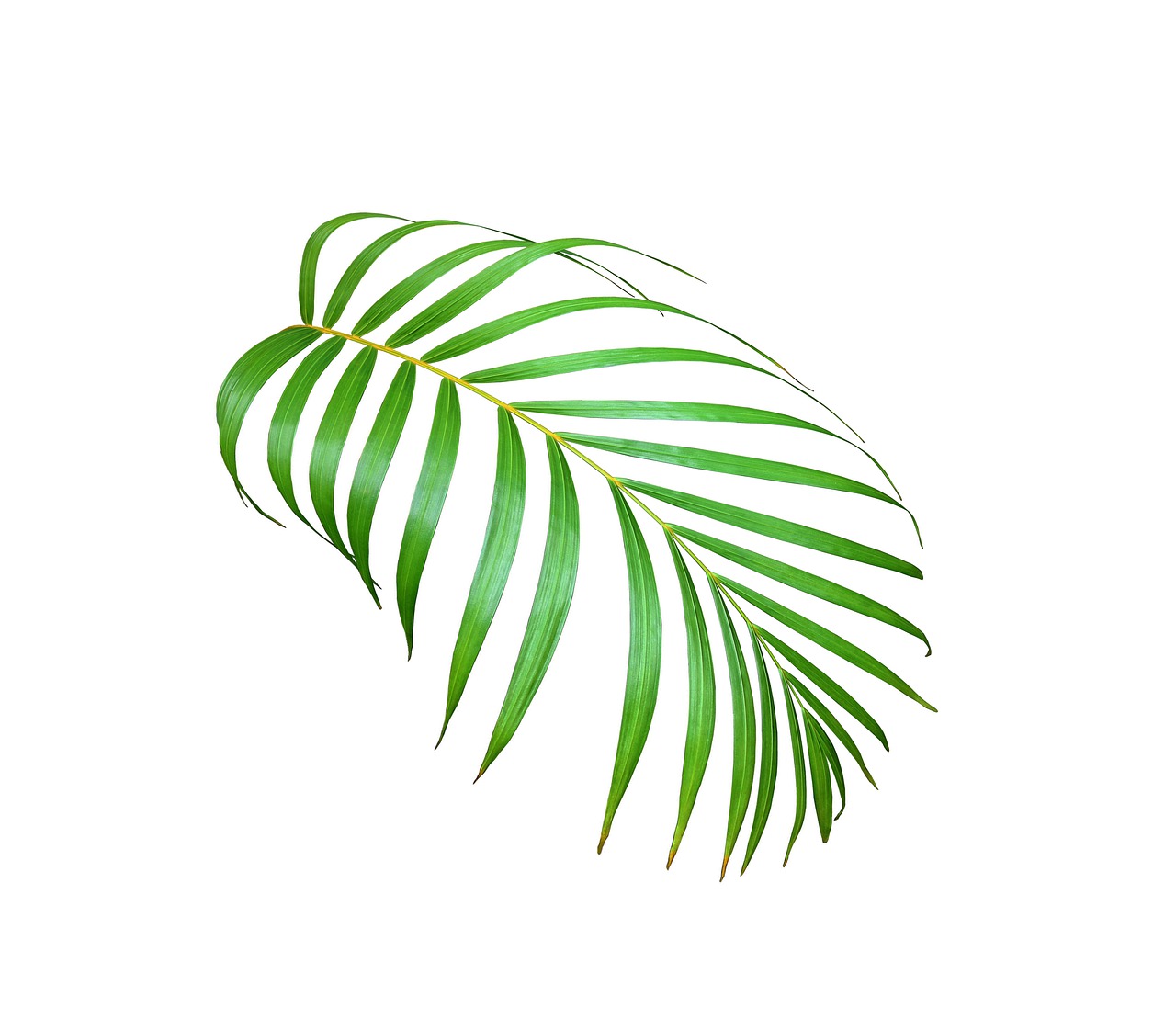 a close up of a palm leaf on a white background, a stock photo, by Andrei Kolkoutine, shutterstock, realistic image, minimalistic composition, colored illustration, productphoto