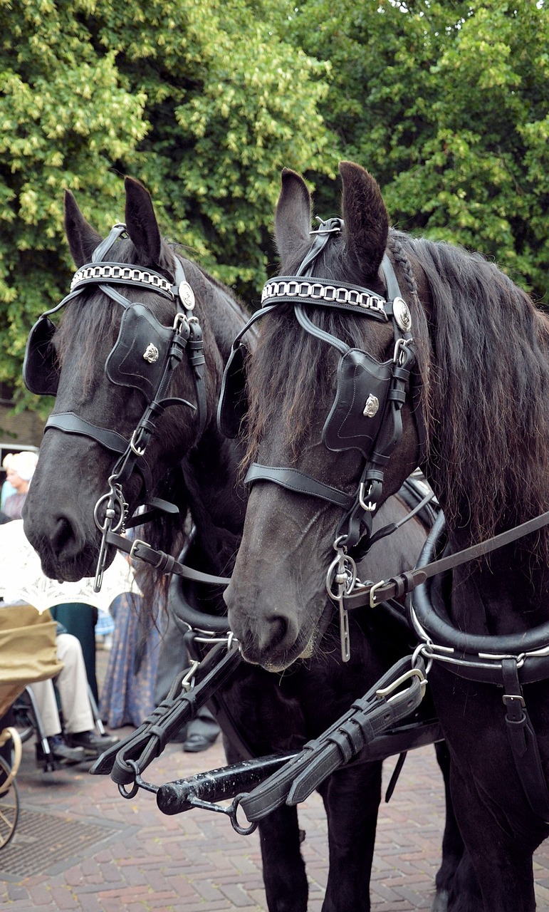 a couple of black horses standing next to each other, a photo, by Carol Sutton, pixabay, baroque, black leather harness, police officers, gorgeous and huge head ornaments, walk in a funeral procession