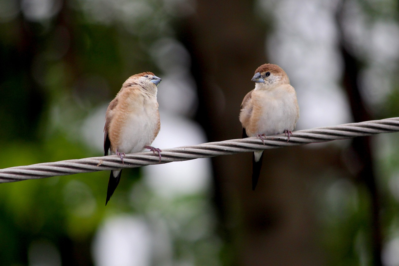two birds sitting on a wire with trees in the background, a portrait, by Sudip Roy, flickr, young female, stock photo