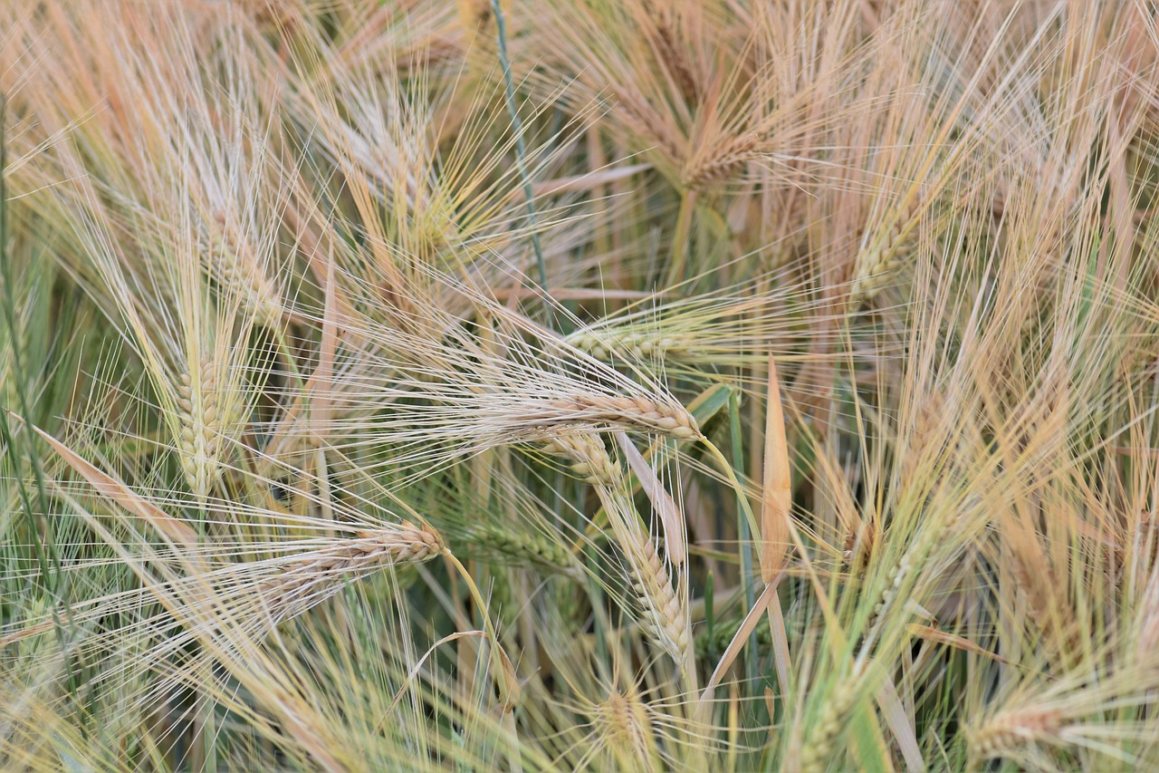 a close up of a field of wheat, a macro photograph, figuration libre, fotografia, hairs, grain”