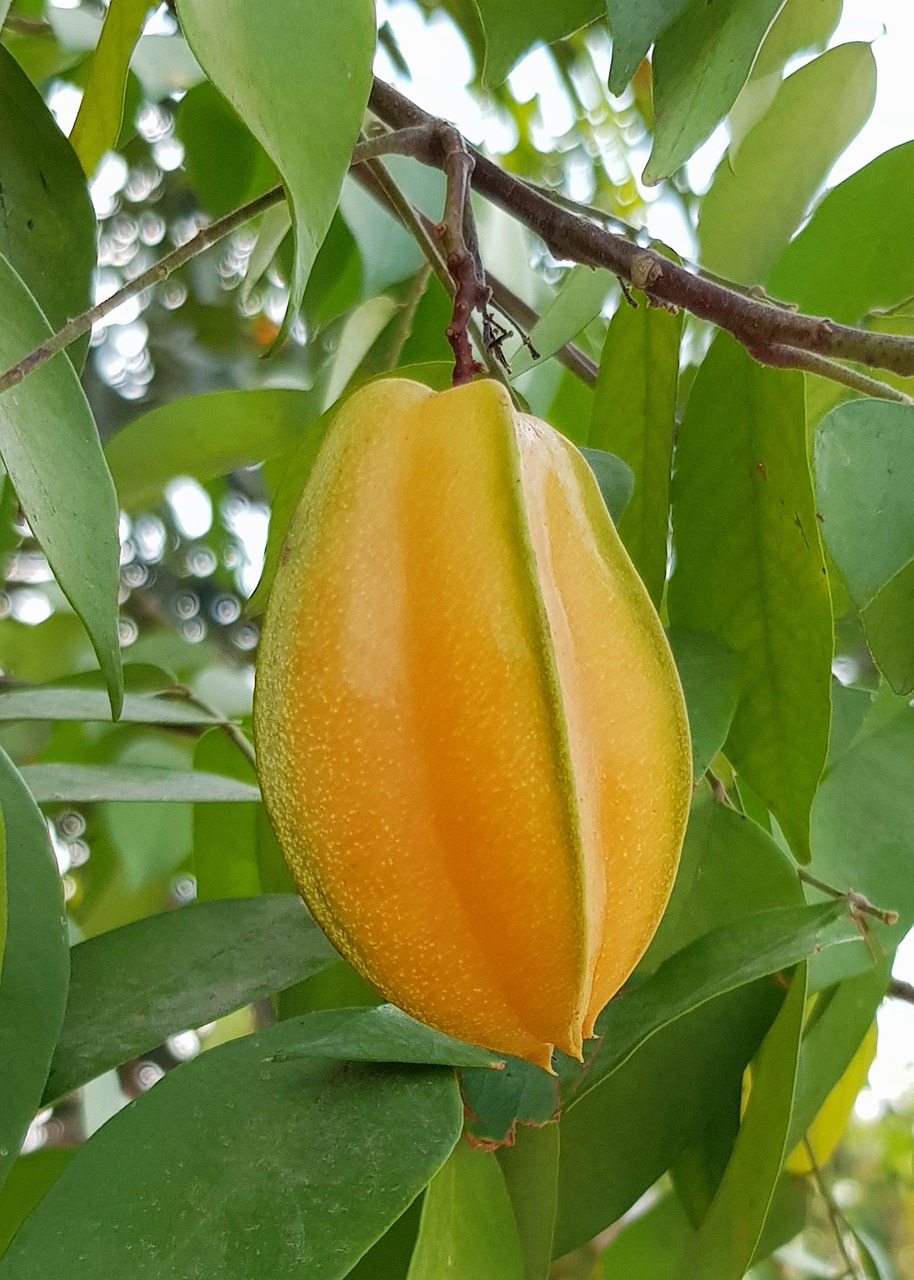 a close up of a fruit on a tree, hurufiyya, listing image, side - view, bao pnan, yellow-orange