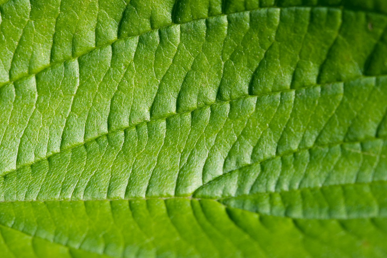 a close up view of a green leaf, by Richard Carline, nothofagus, depth detail, salvia, detaling