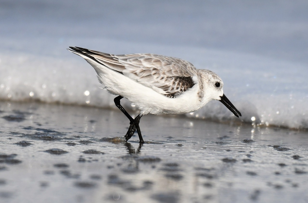 a bird that is standing in the sand, white with black spots, crystal ruff, grey, low