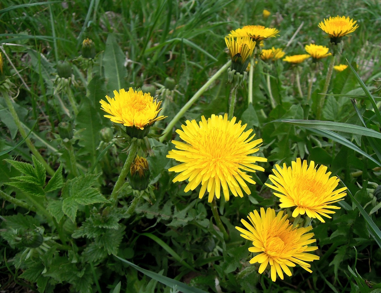 a group of yellow flowers sitting on top of a lush green field, hurufiyya, dandelion, wikimedia, andré le nôtre, older male