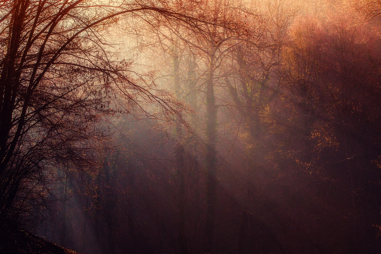 the sun shines through the trees on a foggy day, pexels contest winner, tonalism, dramatic reddish light, light rays illuminating dust, late autumn, light purple mist
