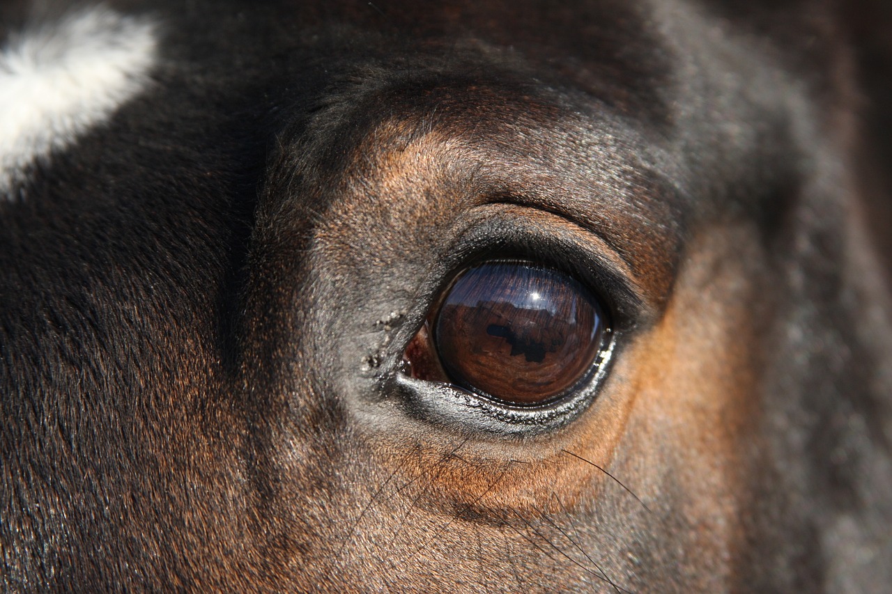 a close up of a brown horse's eye, a portrait, highly realistic photo, close - up photo