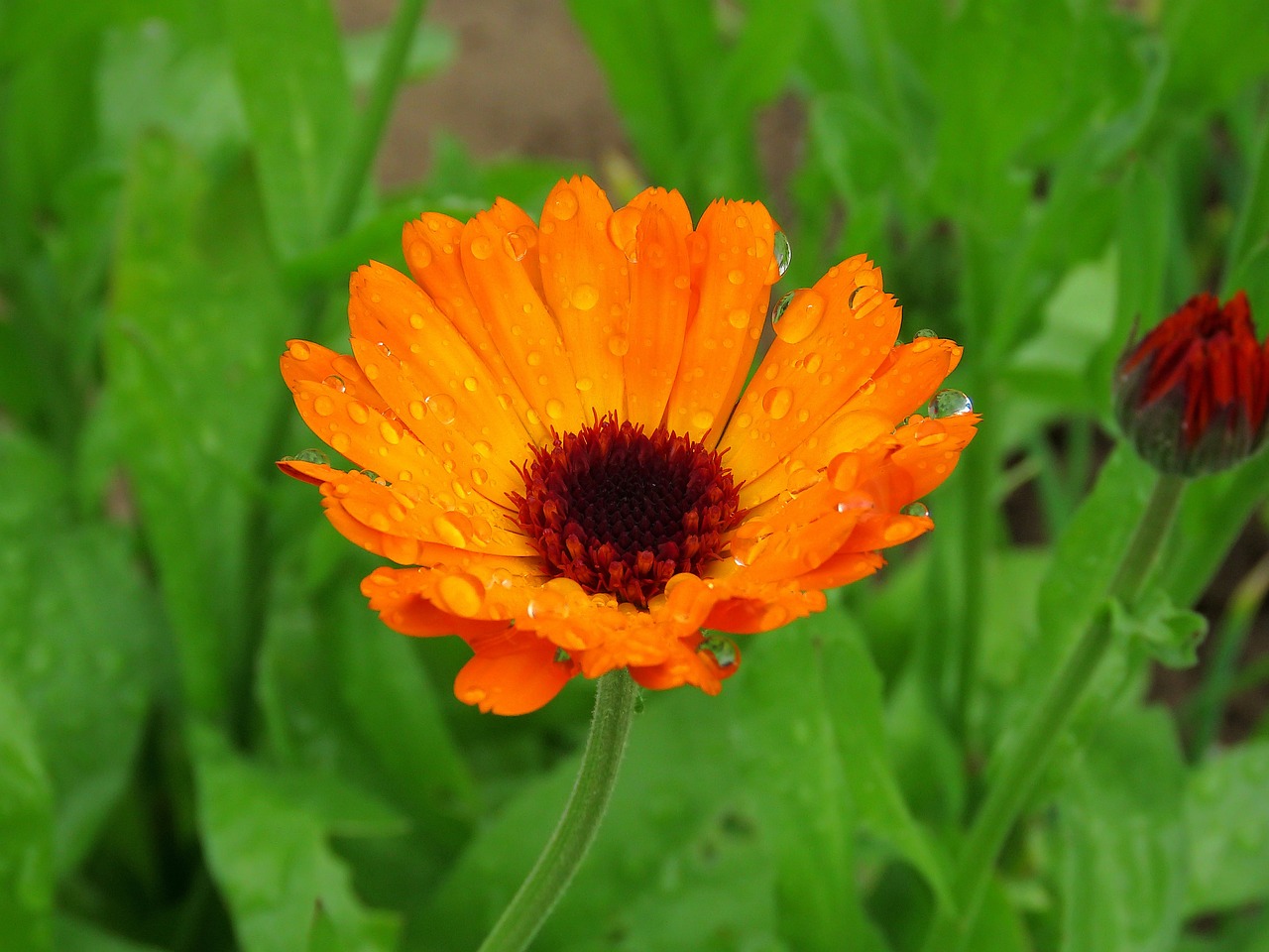an orange flower with water droplets on it, marigold, beautiful flower, sage, gardening