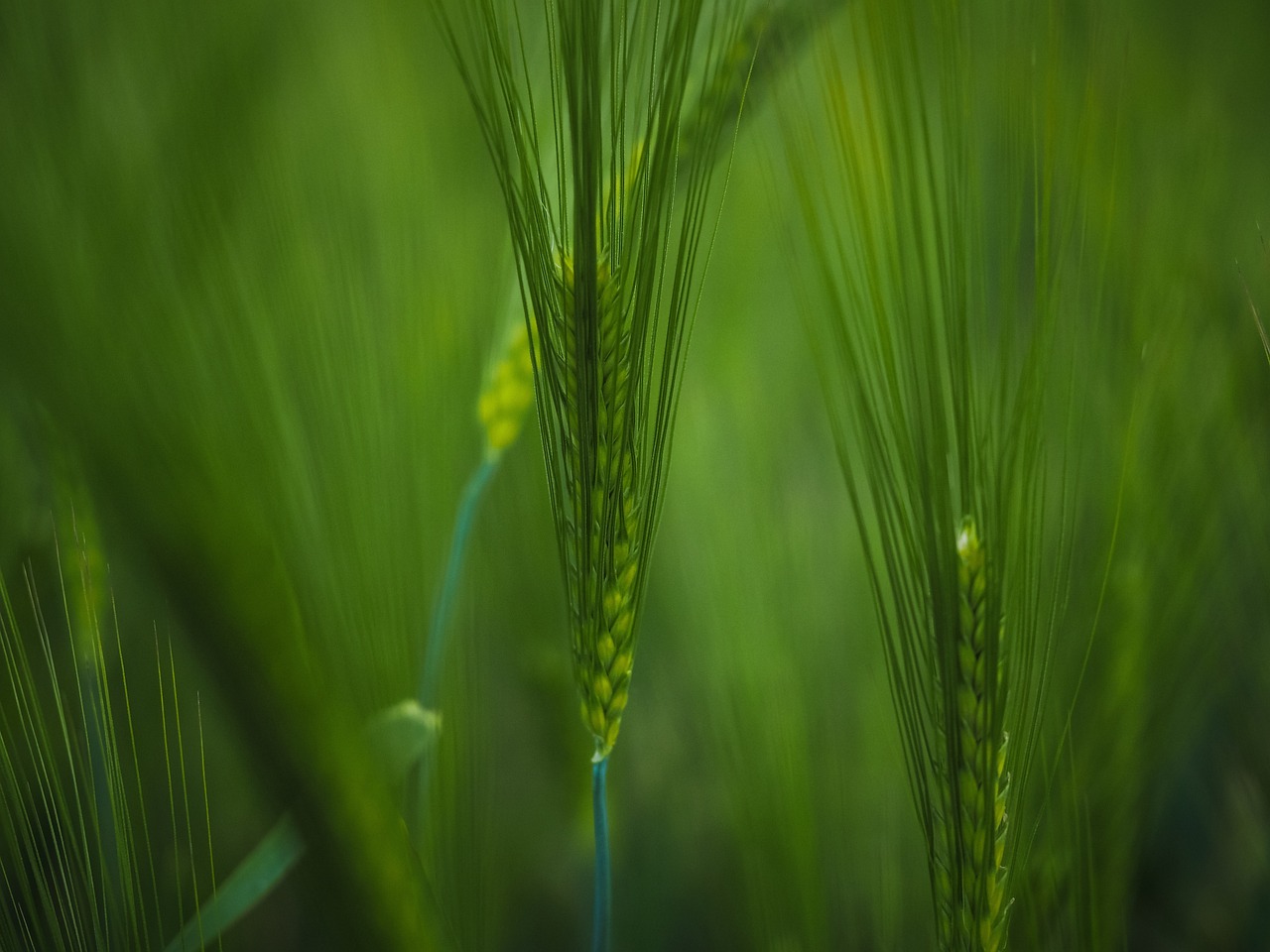 a close up of a bunch of green grass, a macro photograph, by Erwin Bowien, symbolism, blossom wheat fields, malt, post processed 4k, the tree is growing on a meadow