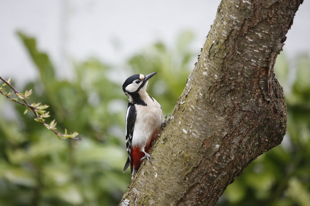 a bird perched on a branch of a tree, a picture, by Paul Bird, shutterstock, bark, glasgow, side view of a gaunt, spots