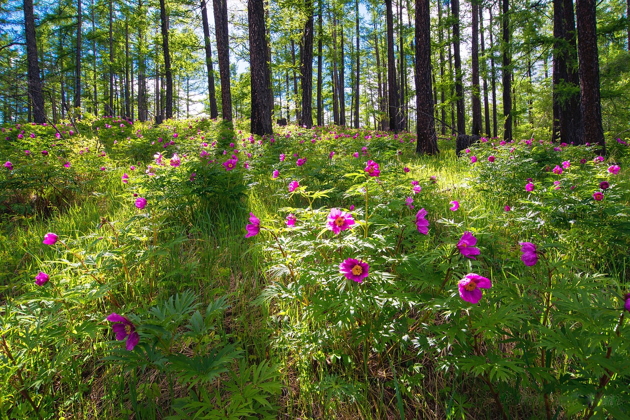 a forest filled with lots of pink flowers, summer siberian forest taiga, cosmos in the background, mongolia, sun is shining