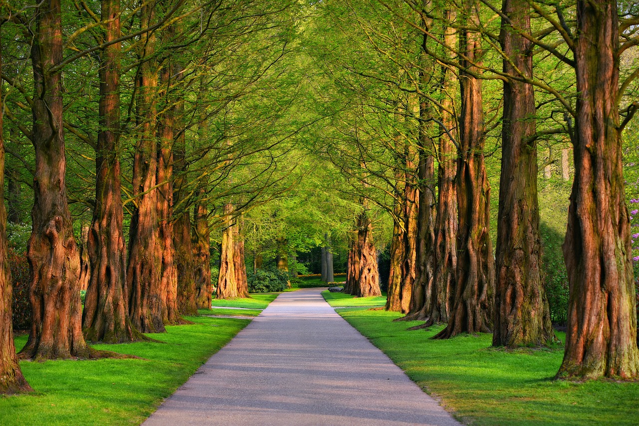 a tree lined path in the middle of a park, a photo, by Bernardino Mei, shutterstock, rooted lineage, stunning nature in background, stock photo