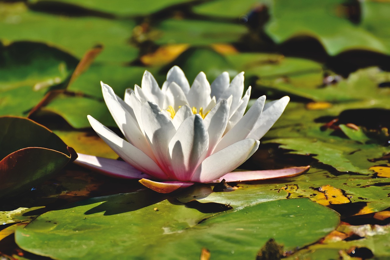 a white water lily sitting on top of a green leaf covered pond, a photo, by John Murdoch, shutterstock, pink white and green, intense sunlight, stock photo, rich details