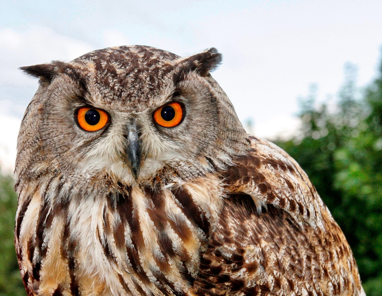 a close up of an owl with orange eyes, a picture, hurufiyya, high-quality wallpaper, high detail 4 k, owlship, thousand yard stare