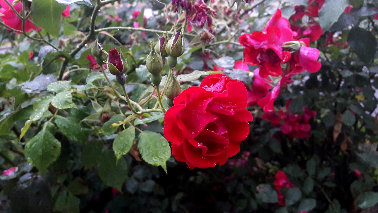 a close up of a red rose with water droplets on it, a picture, by Tom Wänerstrand, bloom and flowers in background, cell phone photo, usa-sep 20, red blooming flowers