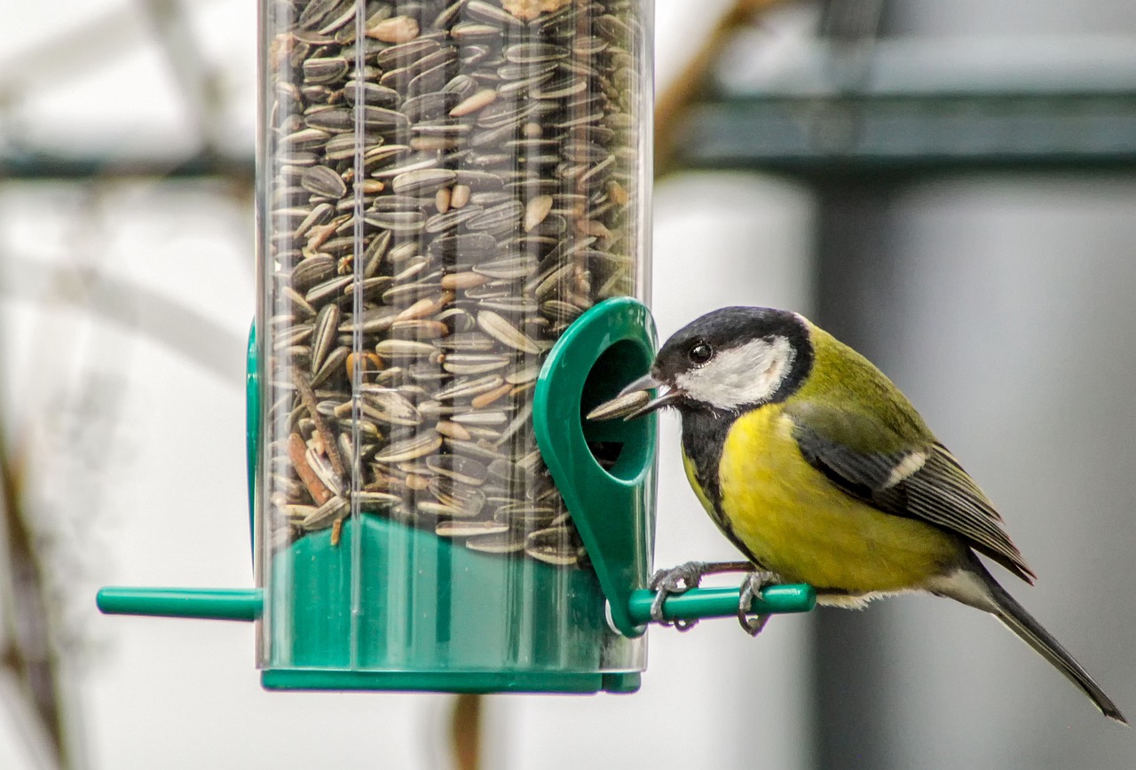 a bird that is sitting on a bird feeder, by Hans Schwarz, pexels, bauhaus, seeds, emerald, a tall, high quality upload