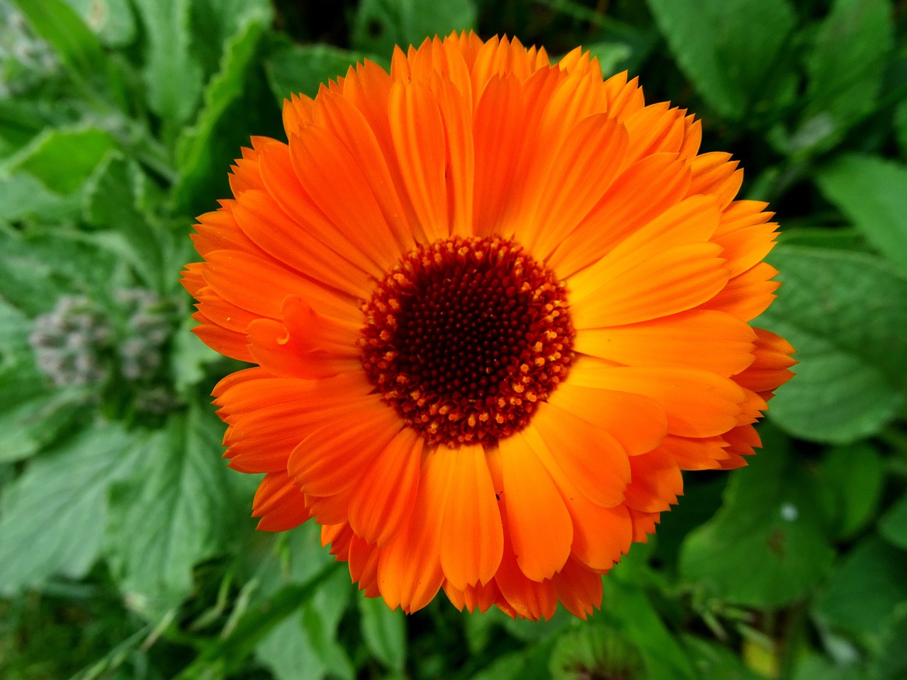 a close up of an orange flower with green leaves, marigold background, beautiful flower, the platonic ideal of flowers, orange halo