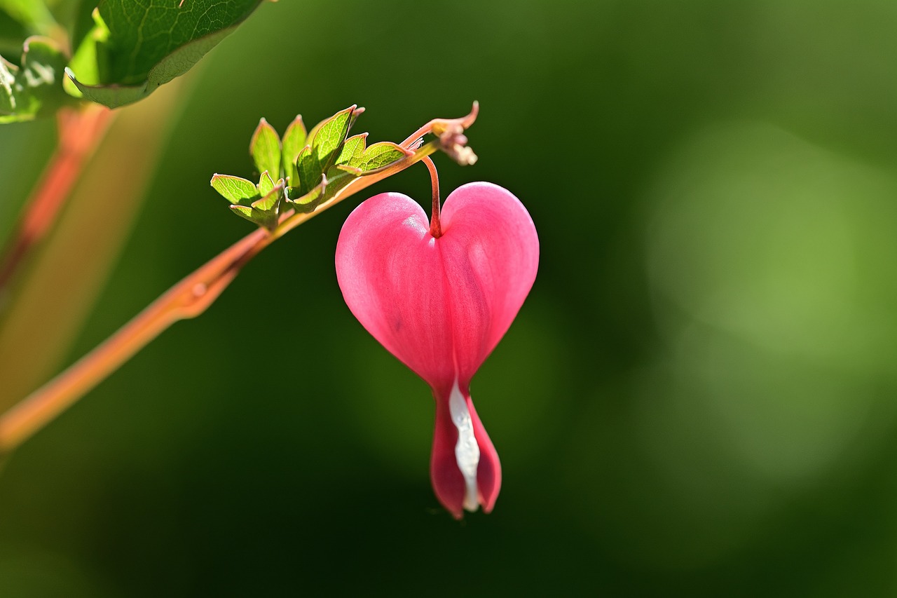 a close up of a plant with a heart shaped flower, by Jan Rustem, pixabay, captured on canon eos r 6, fuchsia, over-shoulder shot, istock