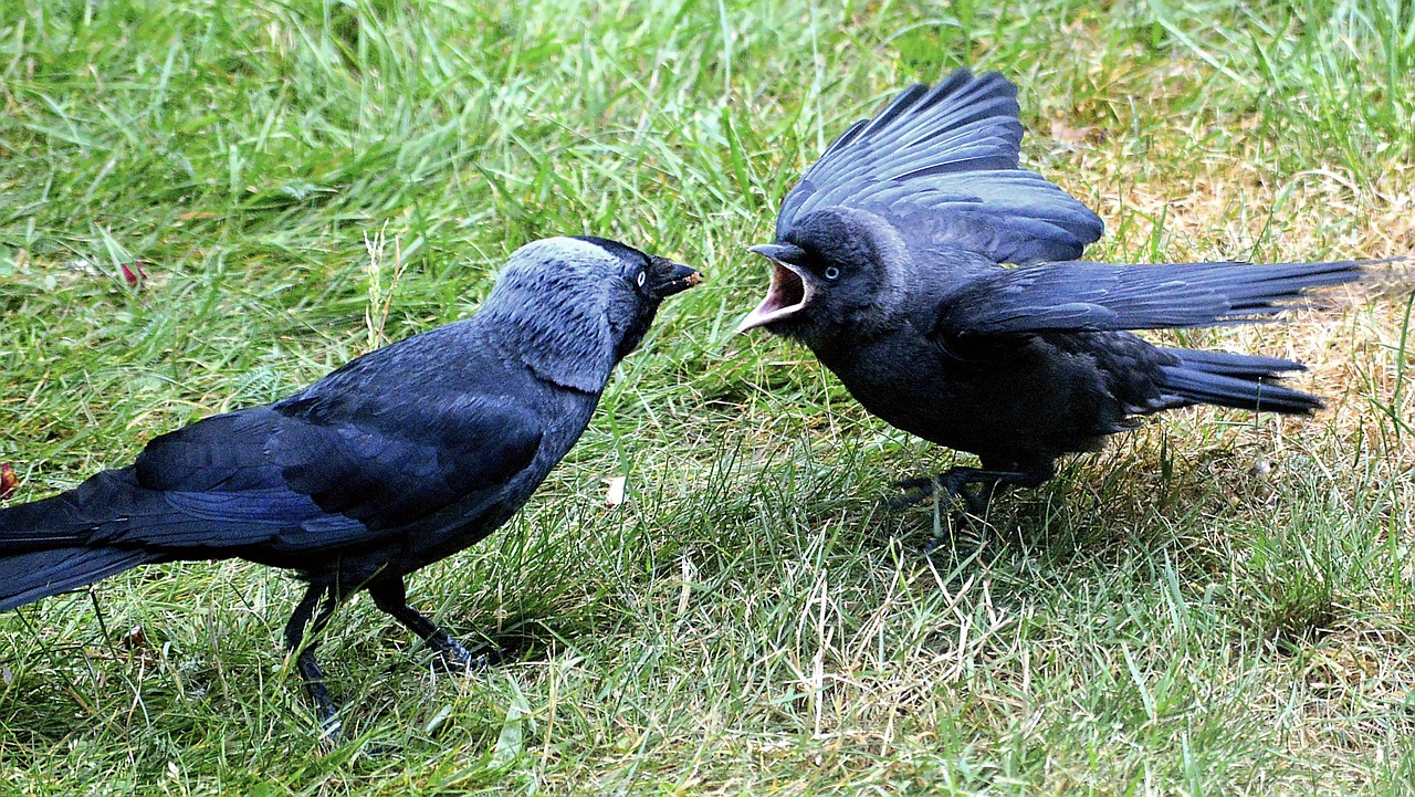 a couple of black birds standing on top of a lush green field, by Jan Rustem, pixabay, dada, they are fighting very angry, grey, black female, political meeting in the woods