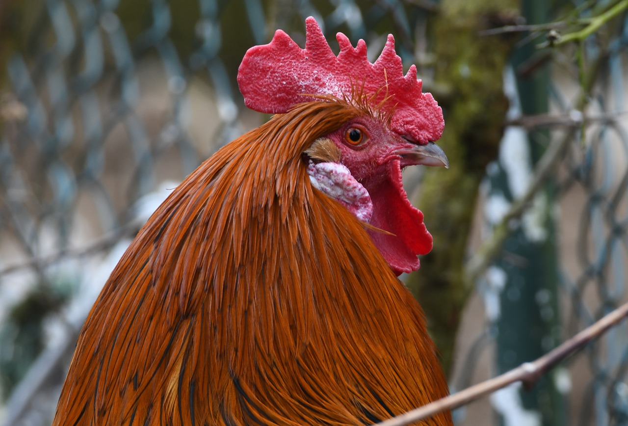 a close up of a rooster in a fenced in area, a portrait, shutterstock, red horns, 2 0 1 0 photo, hairy orange skin, ohio