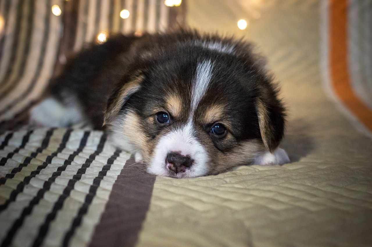 a puppy that is laying down on a bed, a portrait, by Aleksander Gierymski, reddit, aussie, photo taken in 2018, chibi, hard lighting!