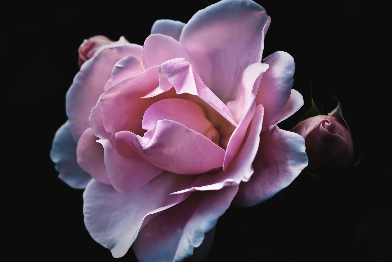 a close up of a pink rose on a black background, a macro photograph, hyperrealism, soft blue and pink tints, hyper realistic detailed render, professionally post-processed, lavender blush