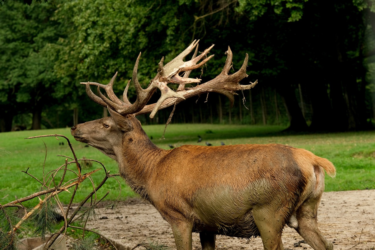 a deer that is standing in the dirt, a portrait, by Dietmar Damerau, flickr, renaissance, portrait of a king, huge spines, sitting on a curly branch, huge!!!